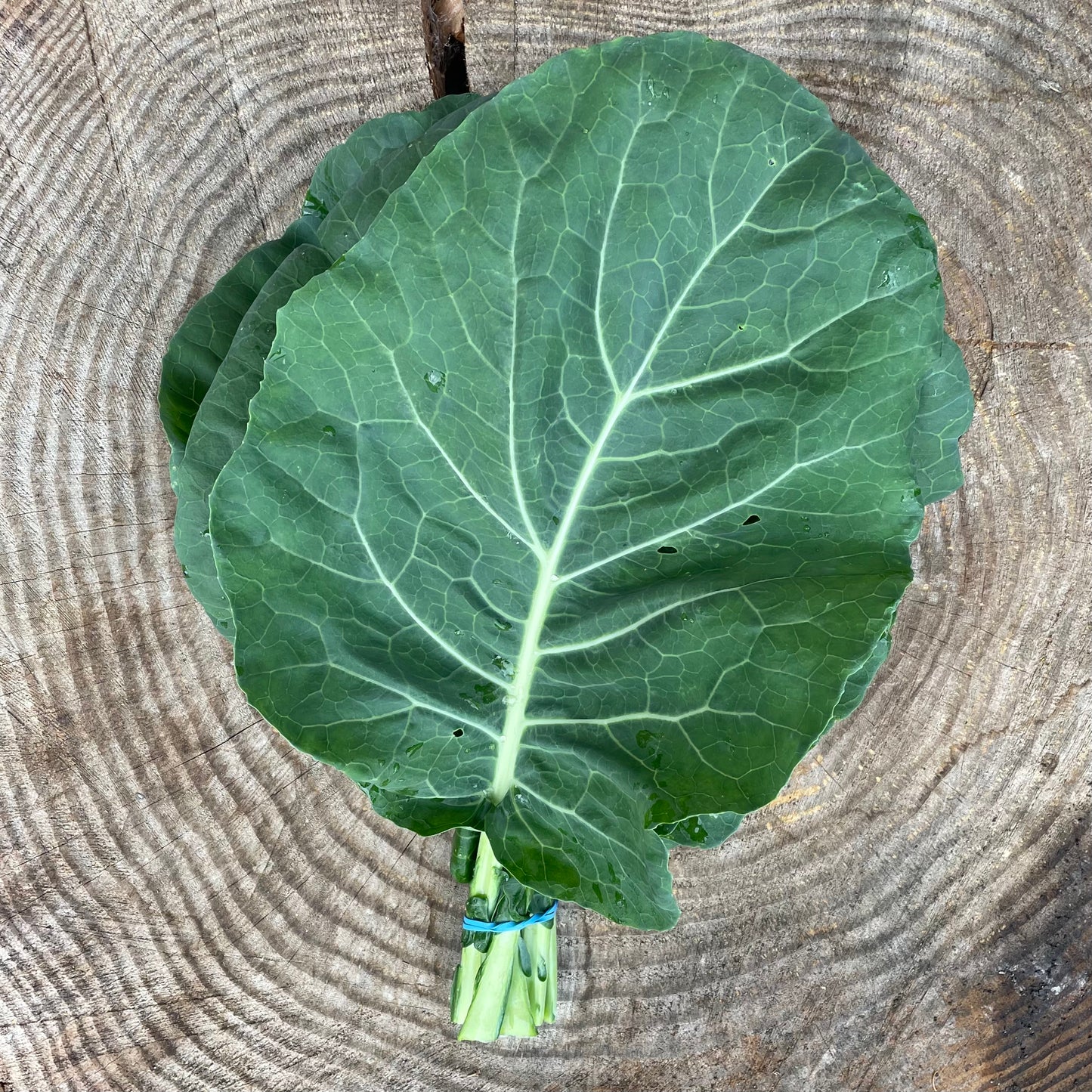 Collards - per bunch