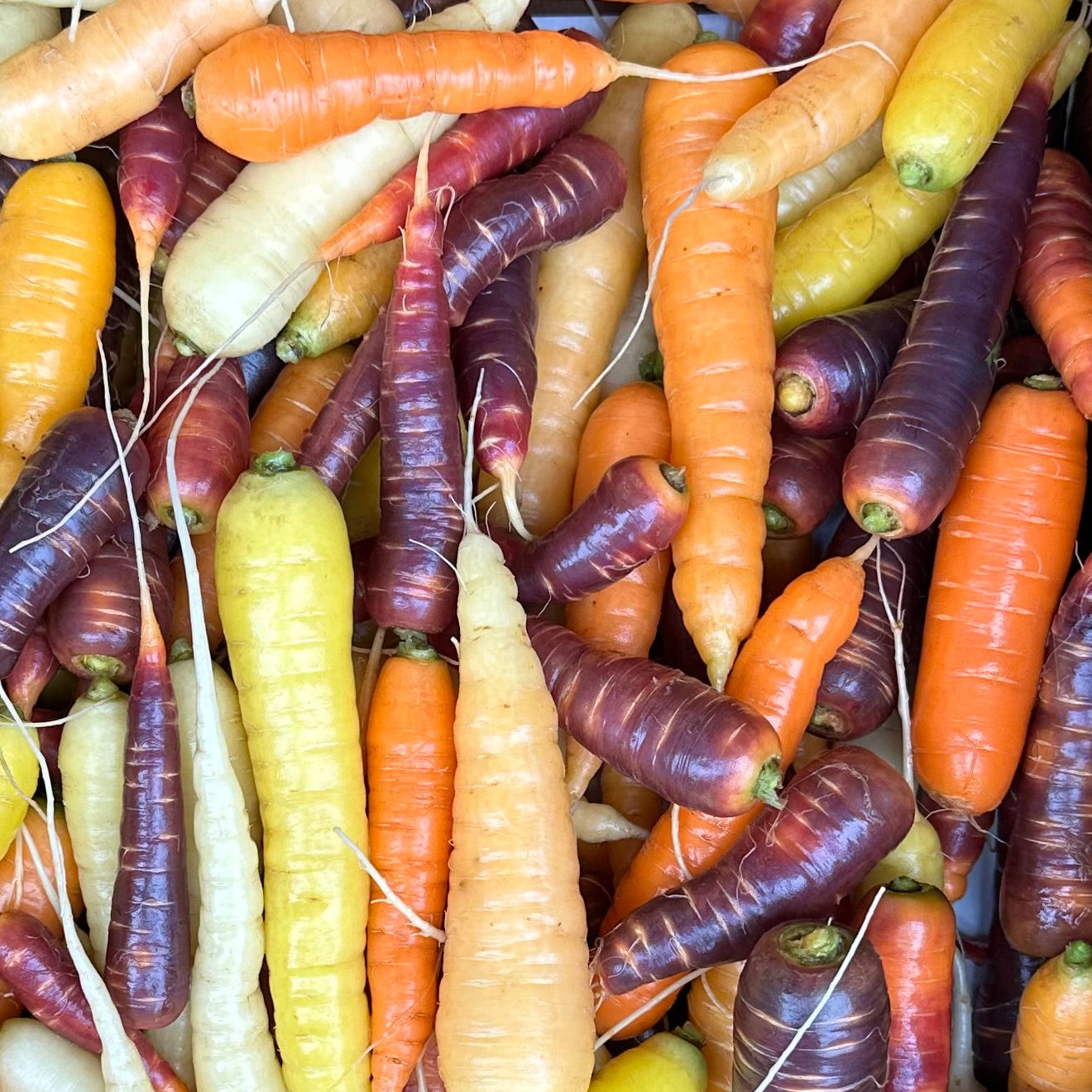 Bulk Carrots: Rainbow - per pound