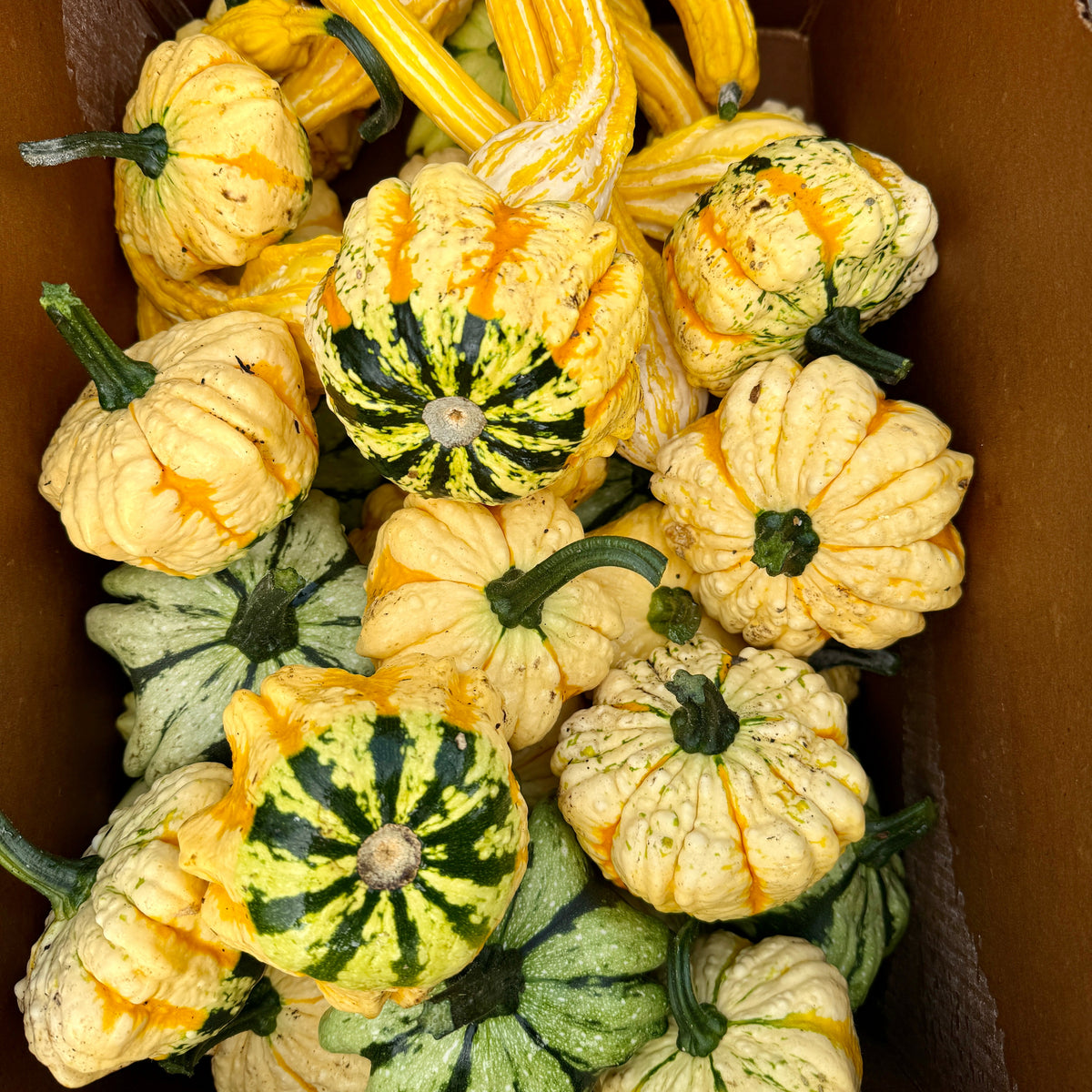 Ornamental Gourd - per unit