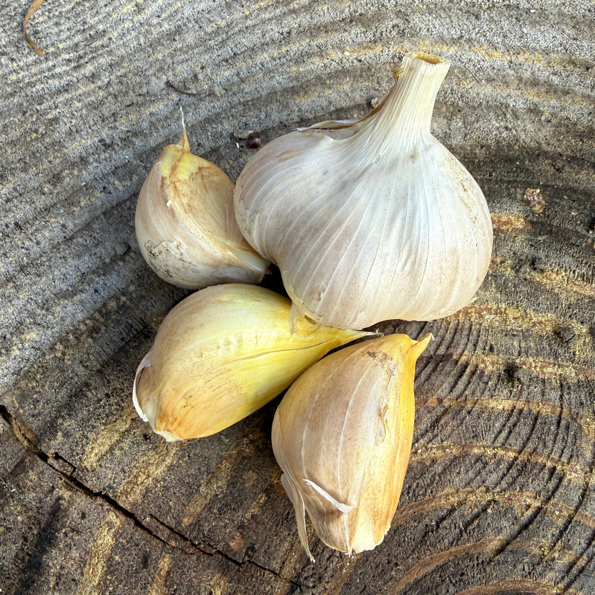Garlic: Elephant - per 1/3 lb.