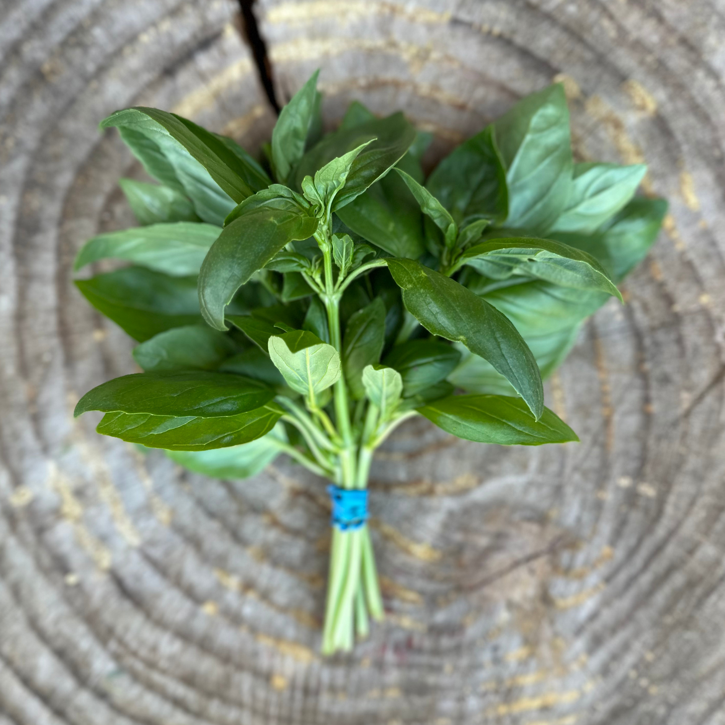 Herbs: Basil - per bunch