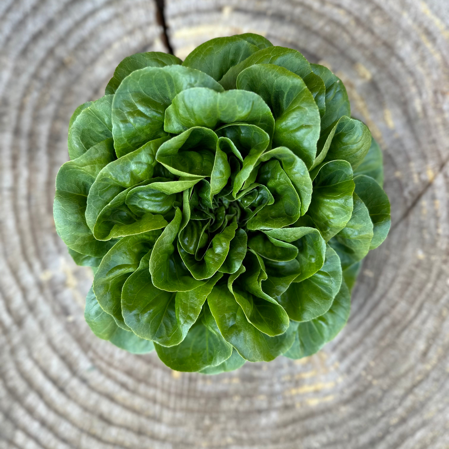 Green or Red head lettuce - per unit