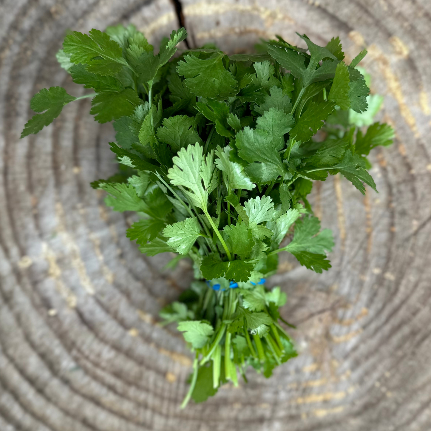 Herbs: Cilantro - per bunch