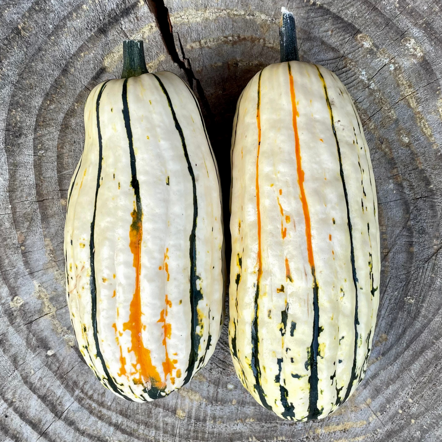 Winter Squash: Delicata - 2 lb.