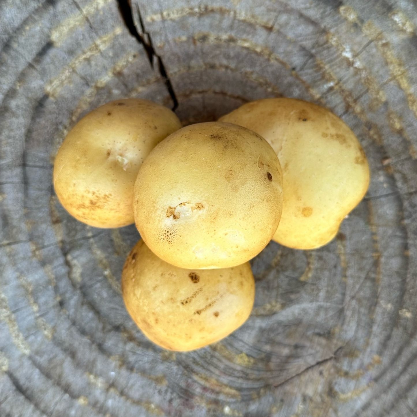Potatoes: Yukon Gem - per pound