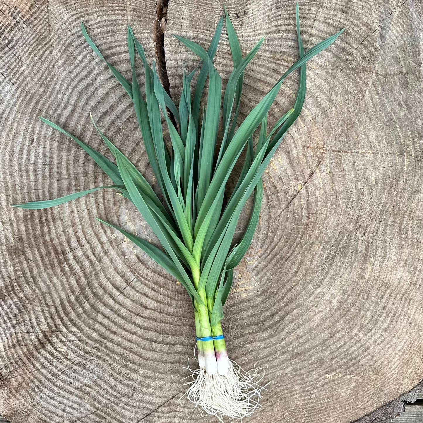 Garlic: Green (Fresh) - per bunch