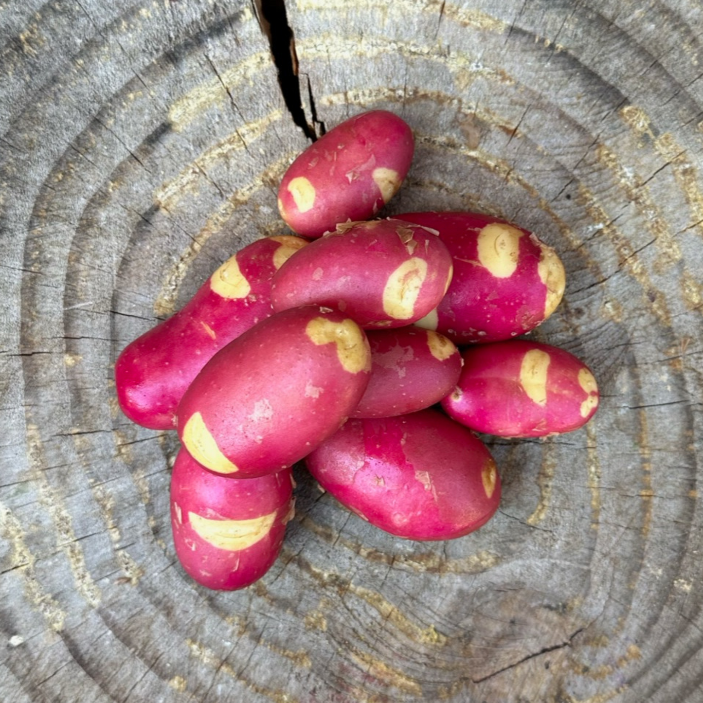 Potatoes: Pinto Gold (Freshly Dug!) - per pound