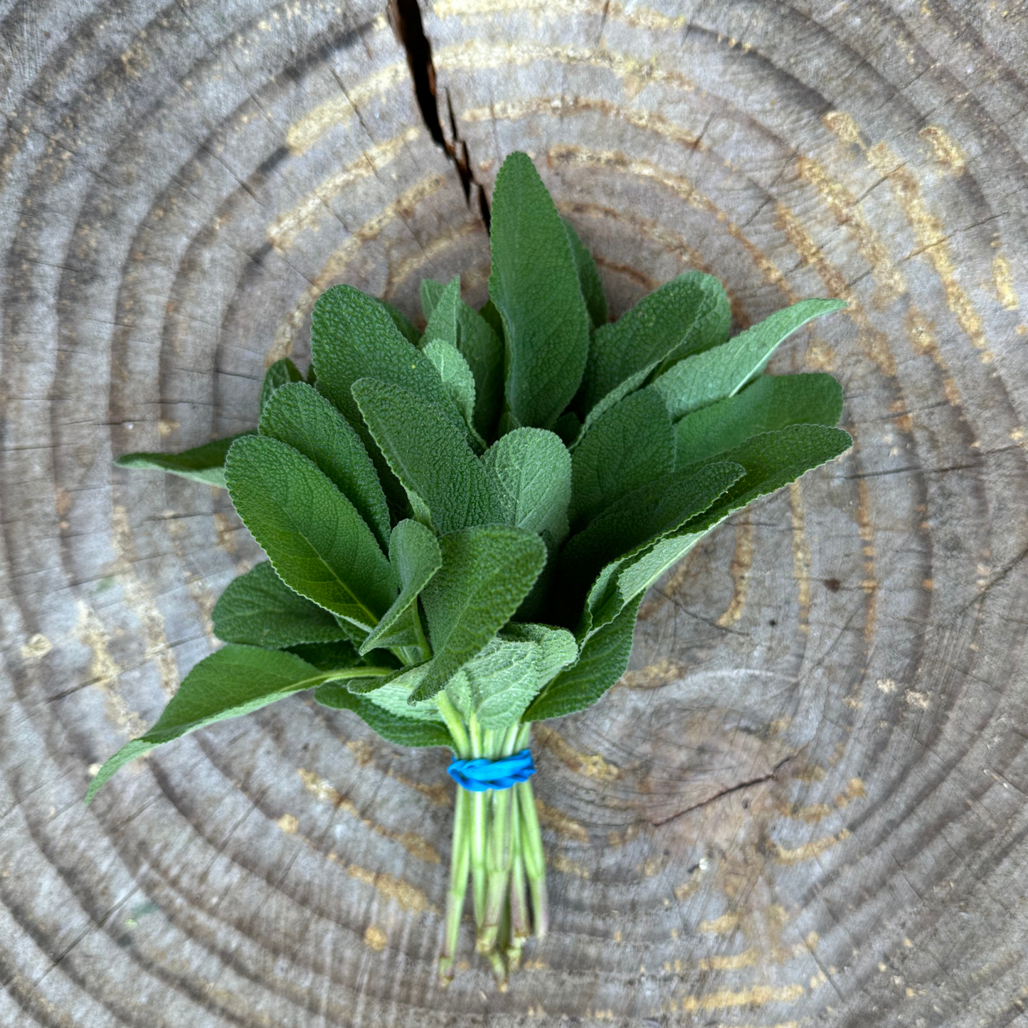 Herbs: Sage - per bunch