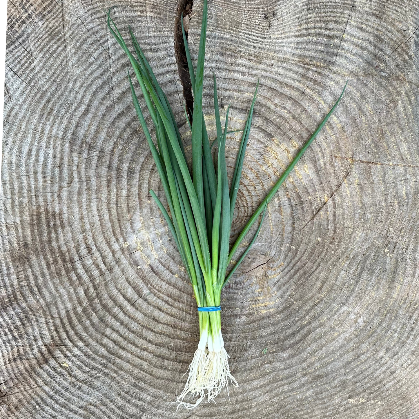 Scallions - per bunch
