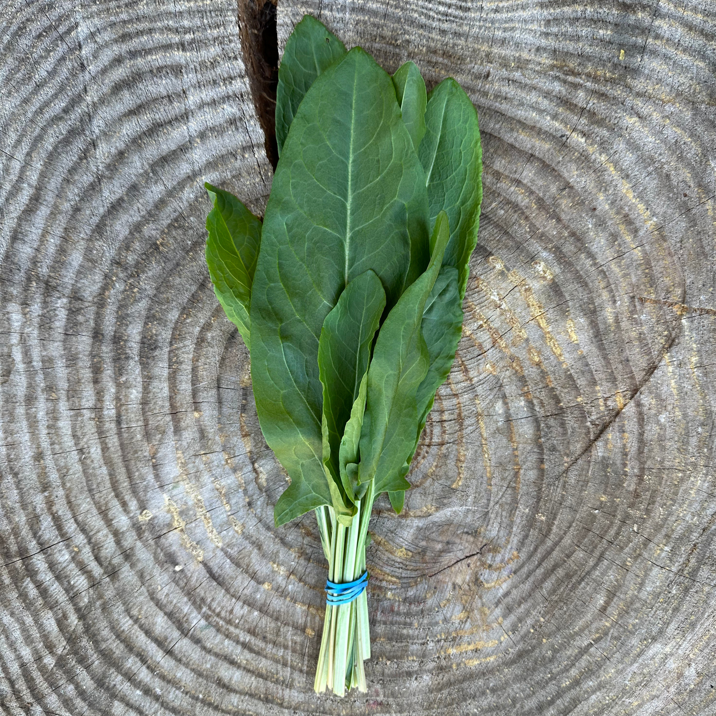 Sorrel - per bunch