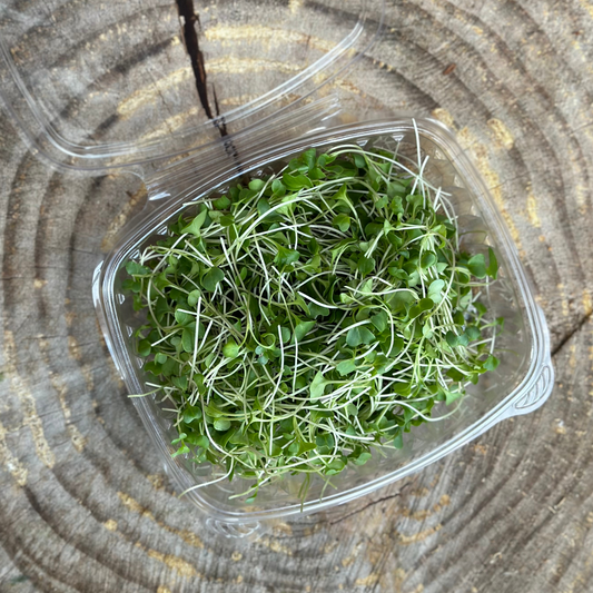 Microgreens: Broccoli - 2 oz clamshell