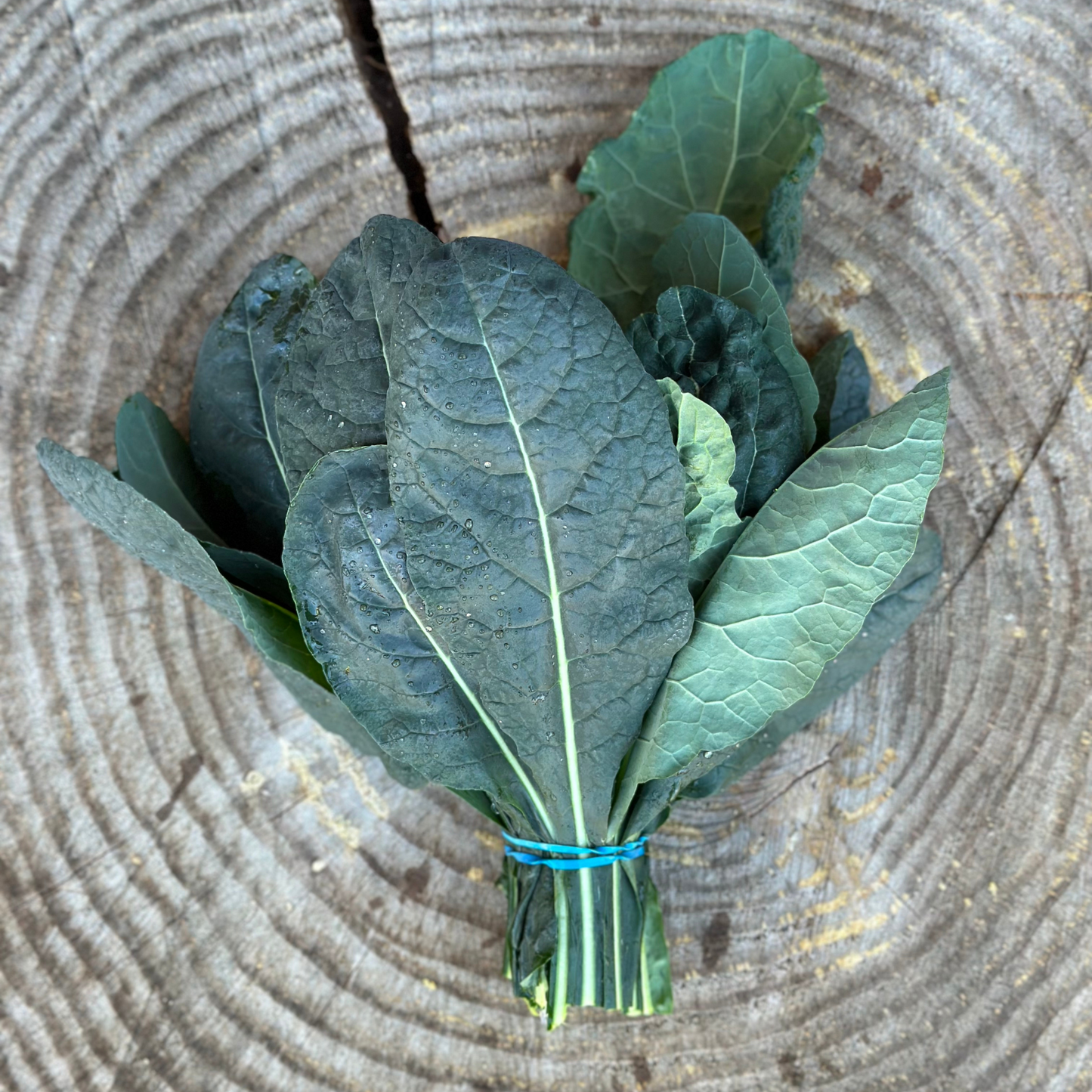 Kale: Lacinato - per bunch