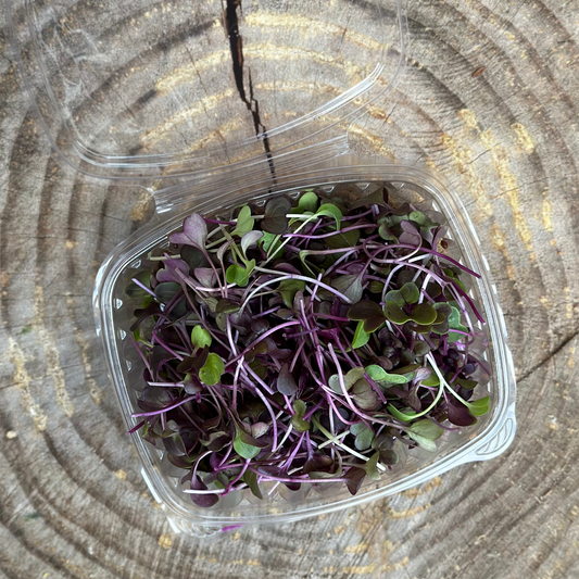Microgreens Purple Radish - 2.5 oz clamshell