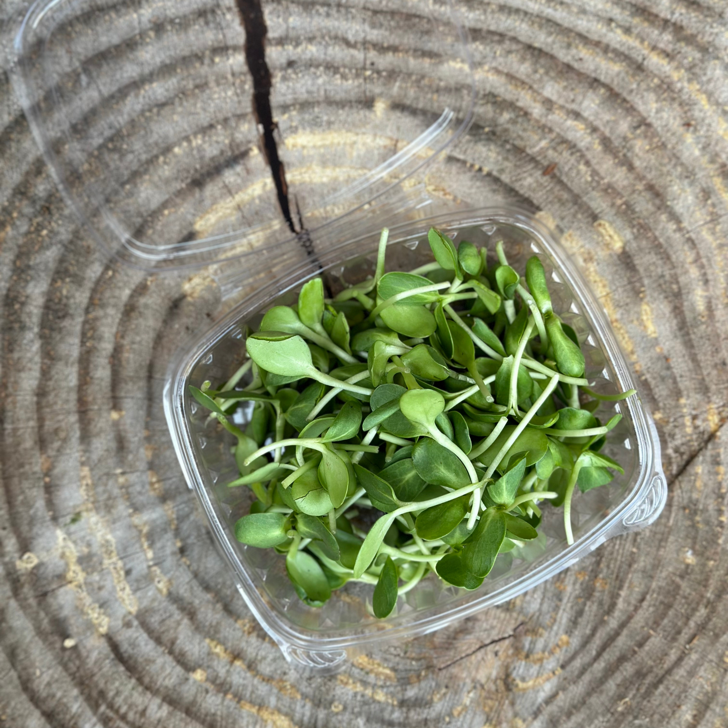 Microgreens: Sunflower - 3 oz clamshell