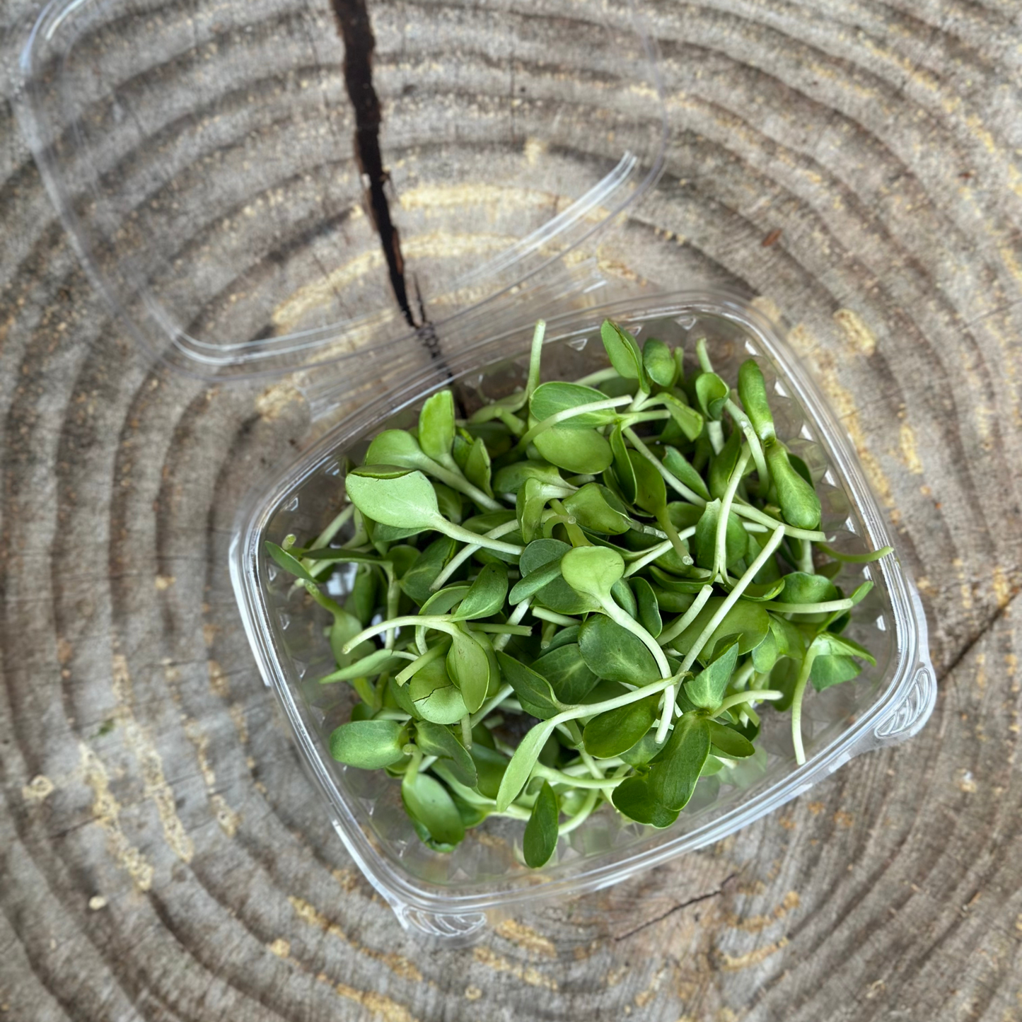 Microgreens: Sunflower Shoots - 3 oz clamshell