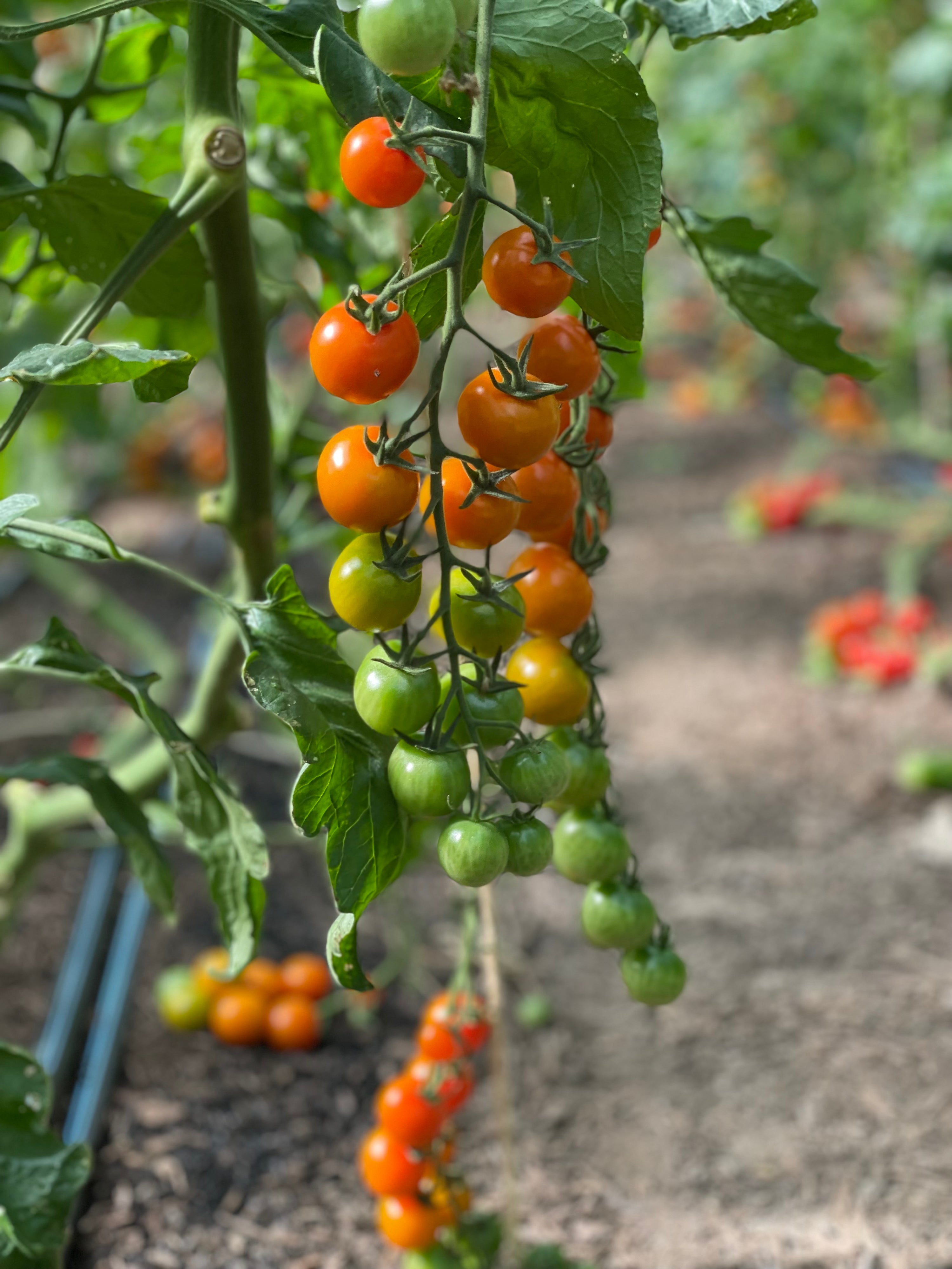 Radicle Roots Farm