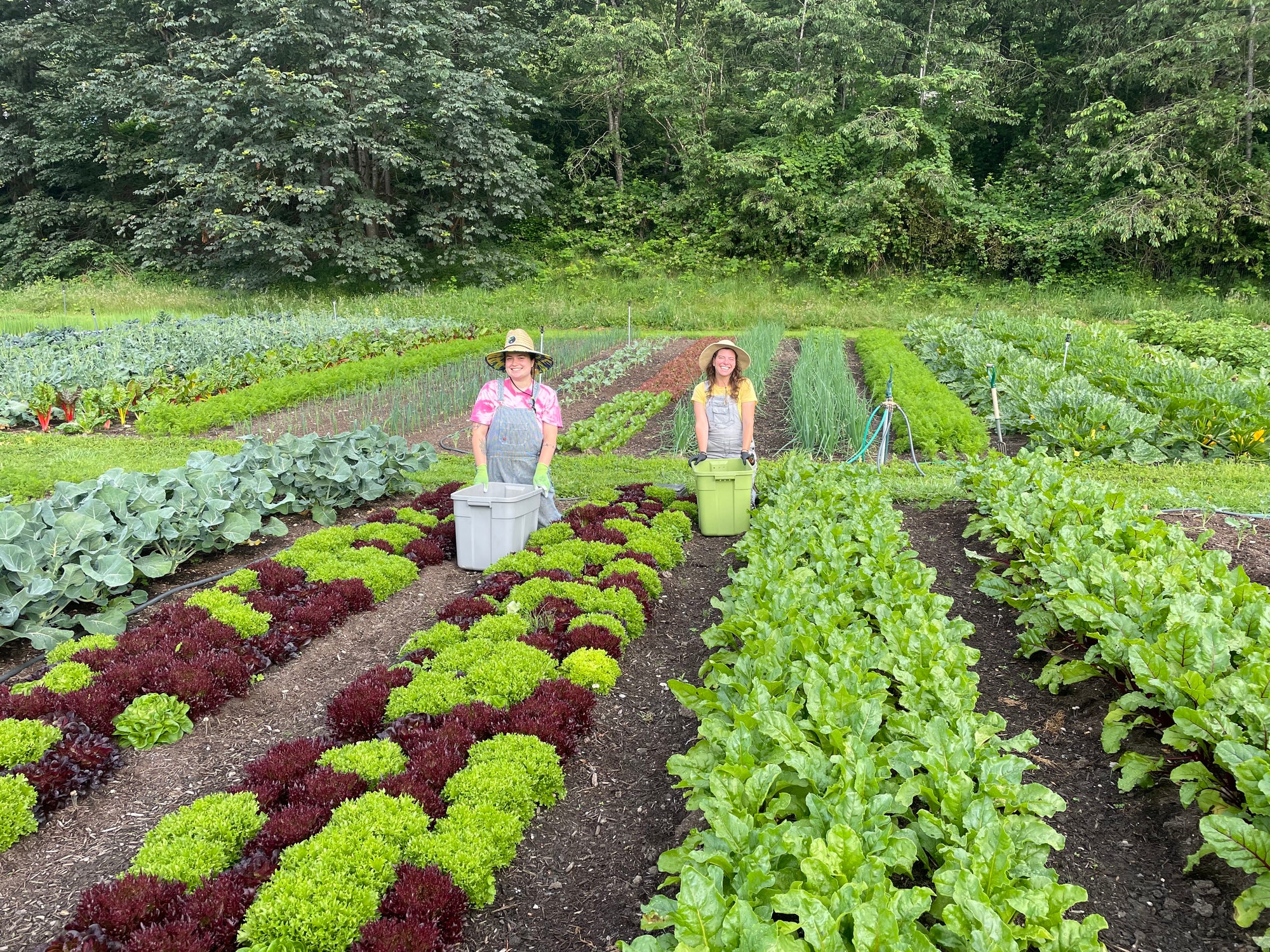 Radicle Roots Online Farm Store – Radicle Roots Farm