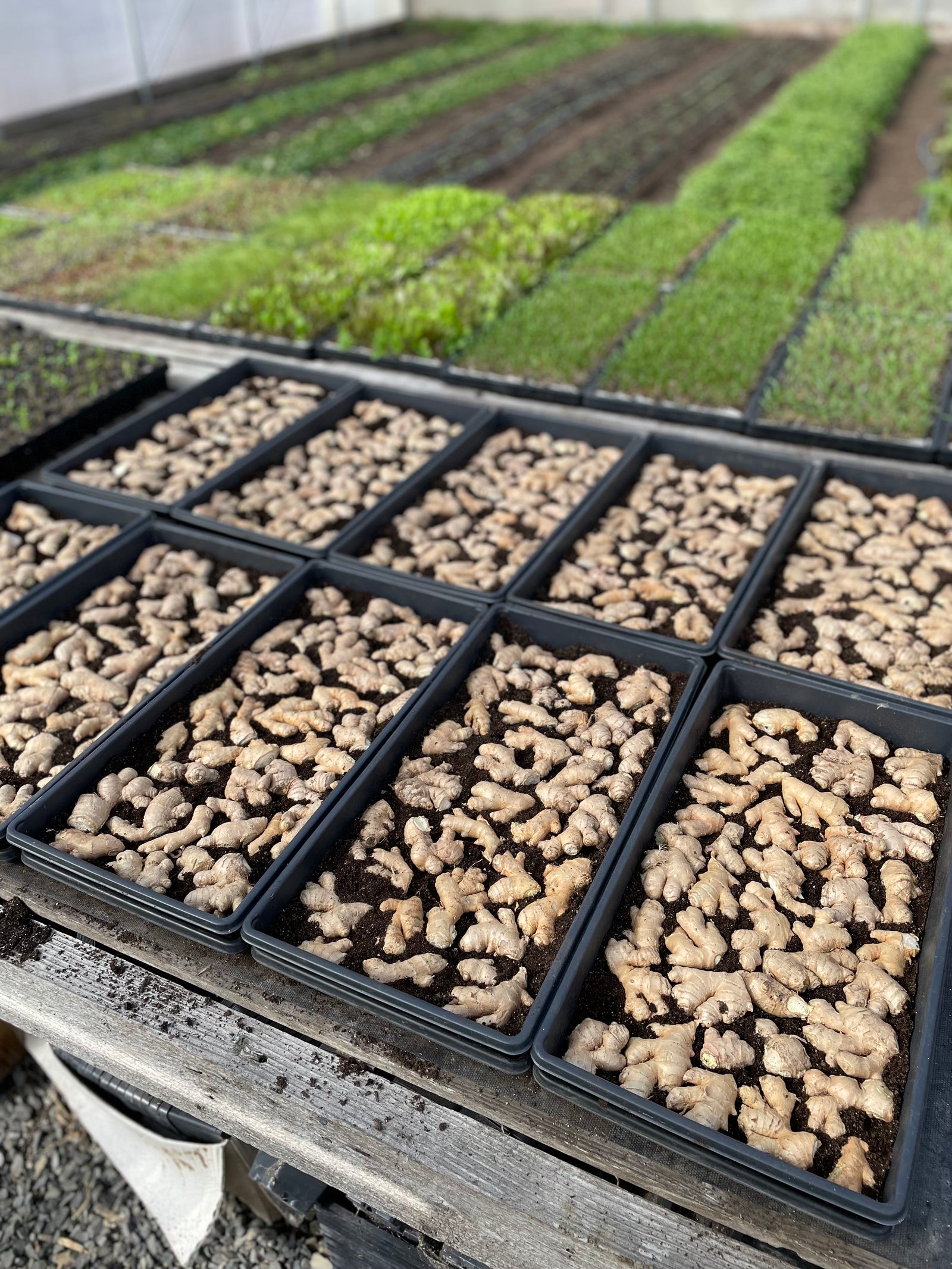 Radicle Roots Farm photo 8