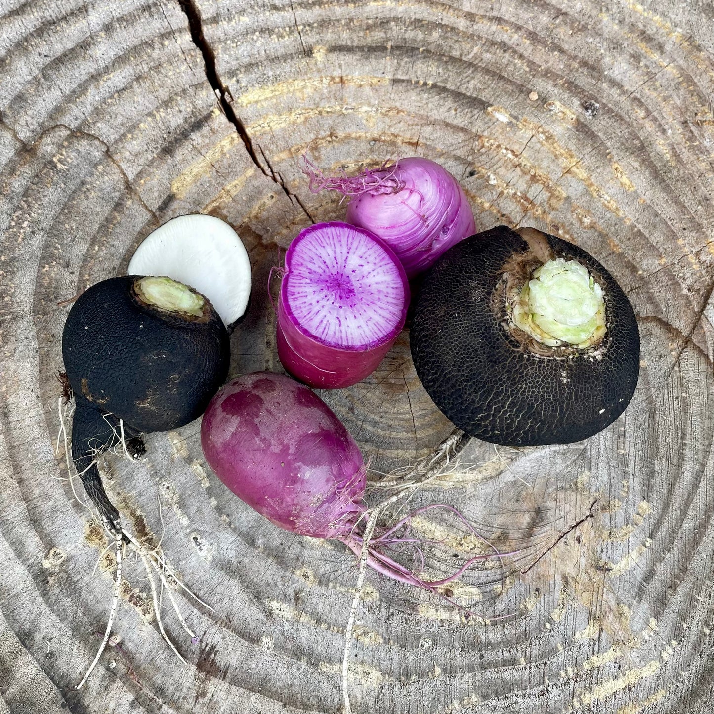 Radish: Winter Mix - per pound