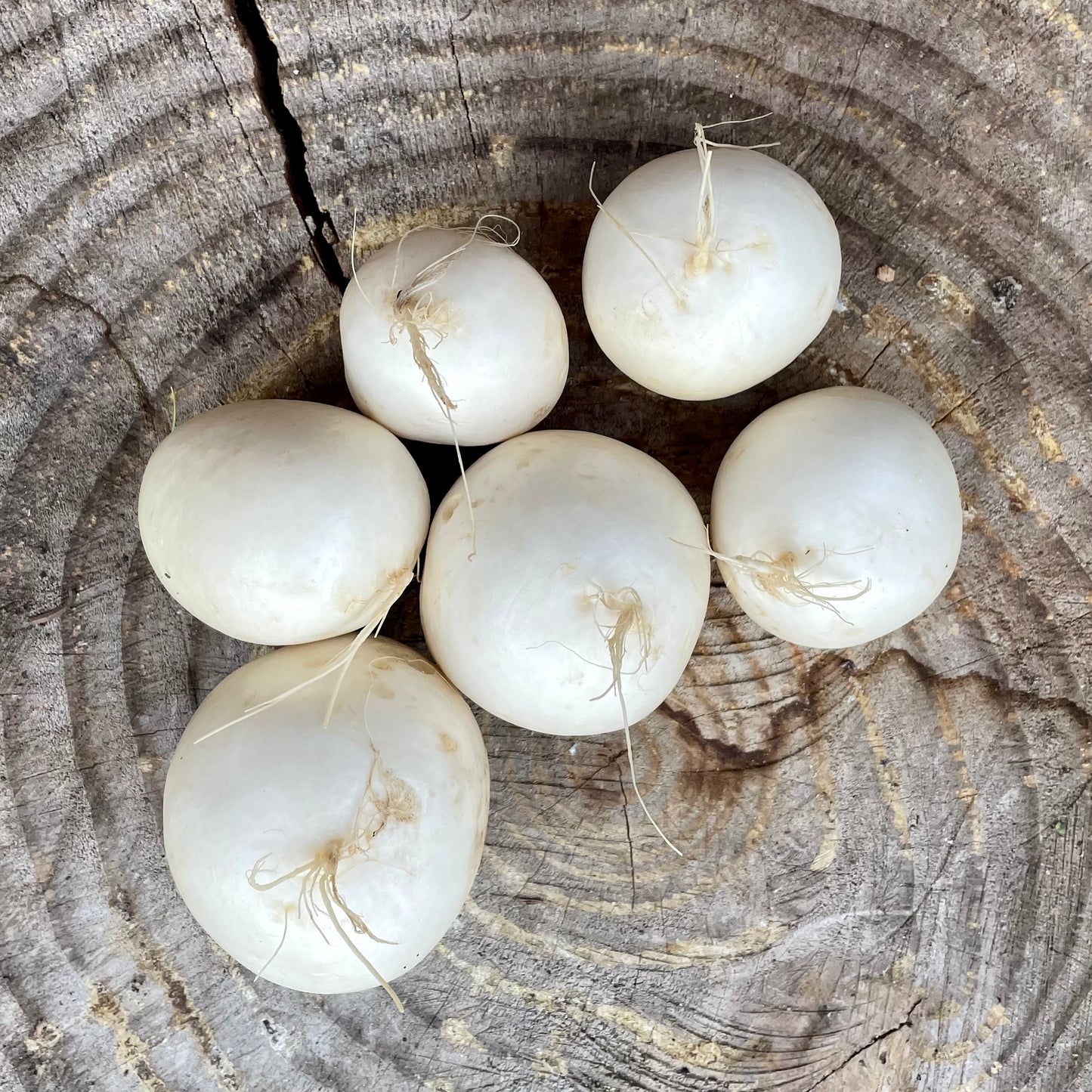 Salad Turnips: Bulk - 1.5 lb