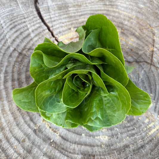 Lettuce: Little Gem - per head