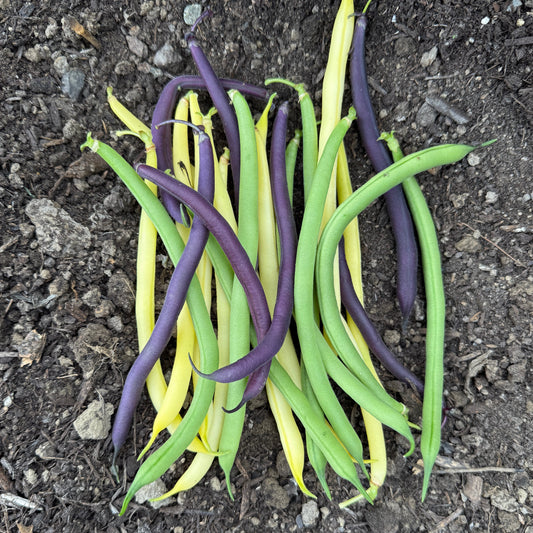 Green Beans: Tri-color - per half pound