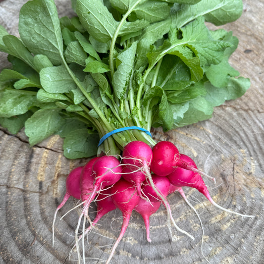 Radish: Pink Beauty - per bunch