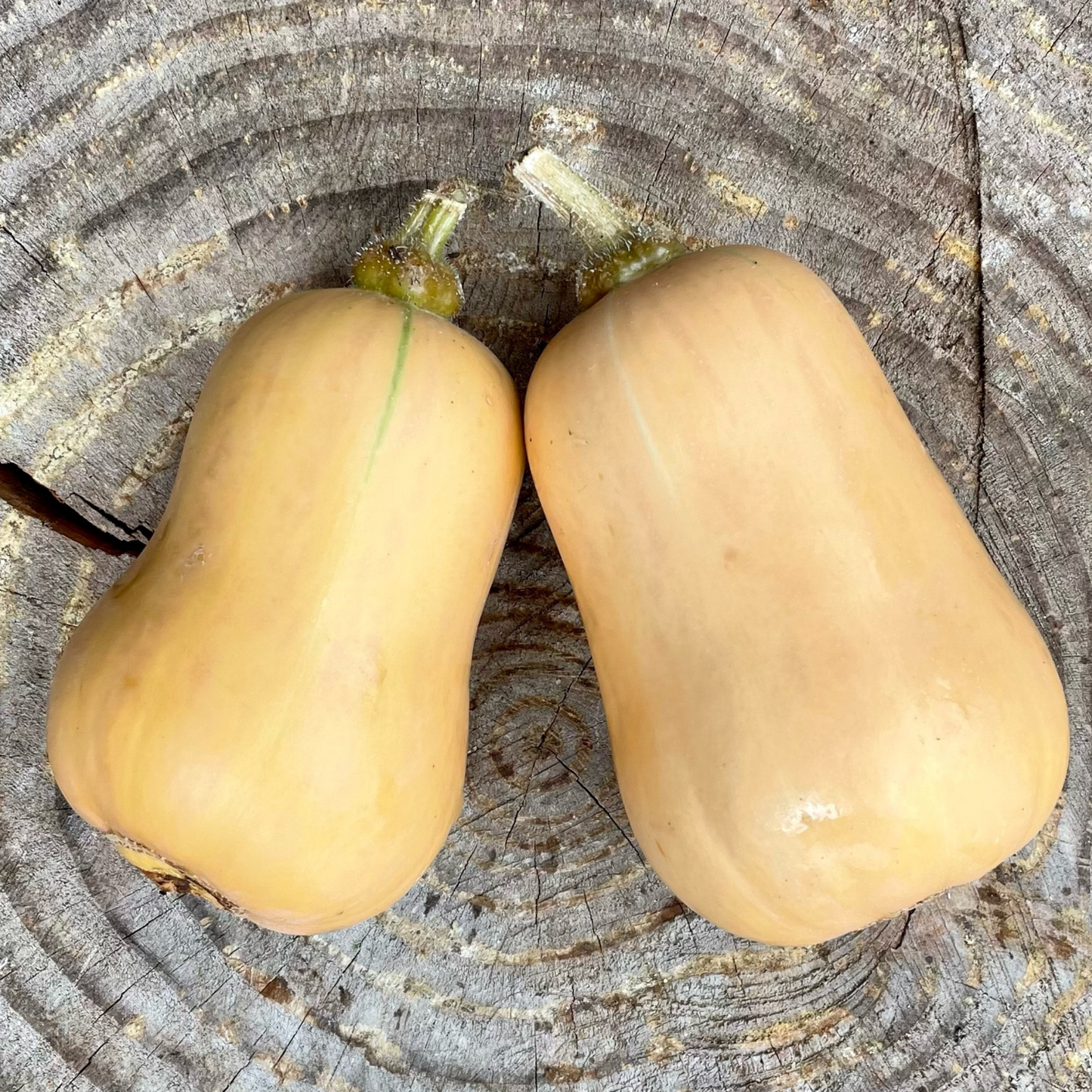 Winter Squash: Butternut - 2 lb.