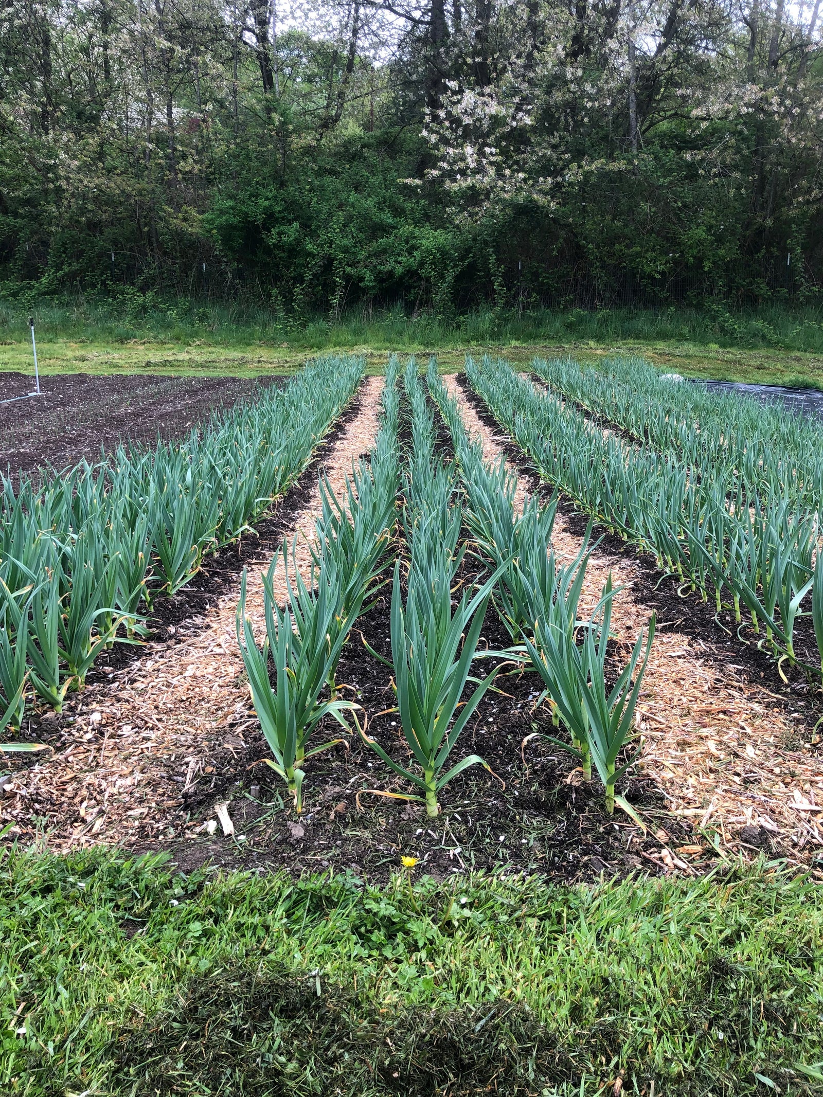Radicle Roots Farm photo 9