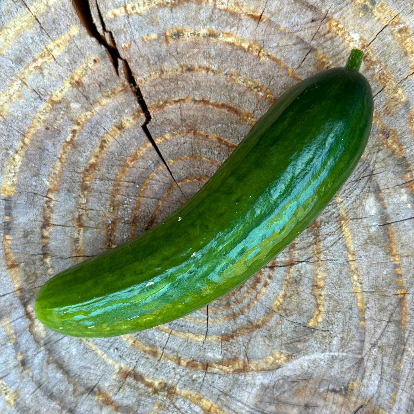 Cucumbers: Persian - per unit