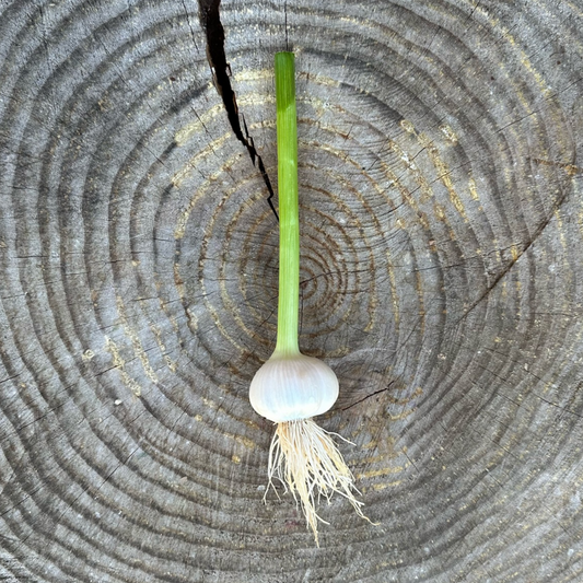 Garlic: Fresh bulbs - per bulb
