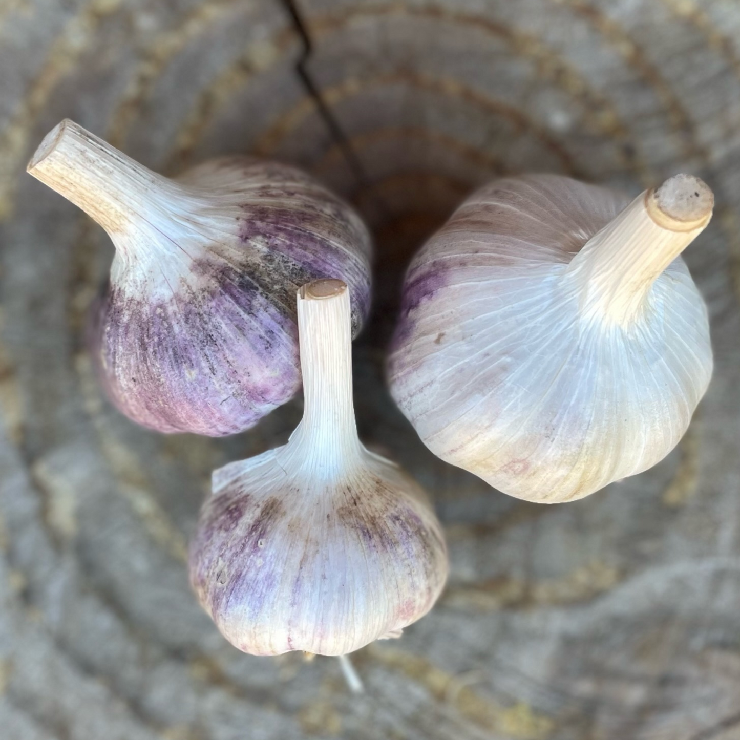 Garlic: Kilarney Red (Hardneck Variety) - per 1/3 lb.