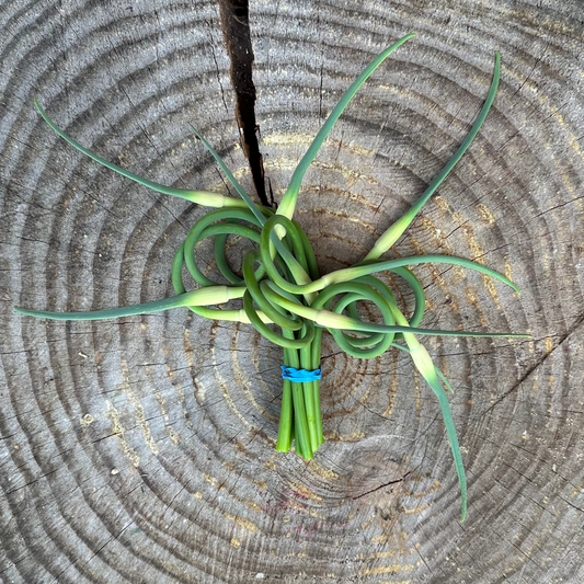 Garlic: Scapes - per bunch