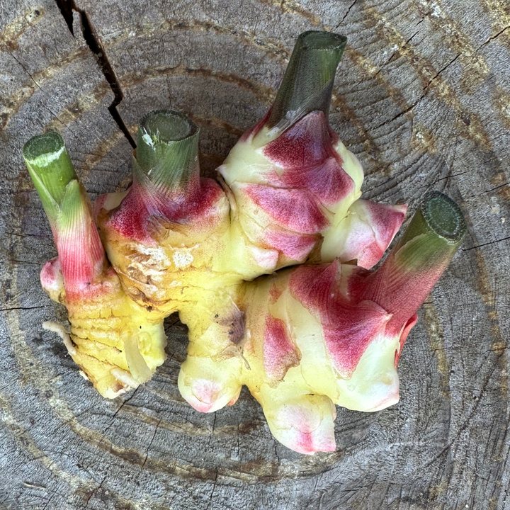 Radicle Roots Online Farm Store – Radicle Roots Farm