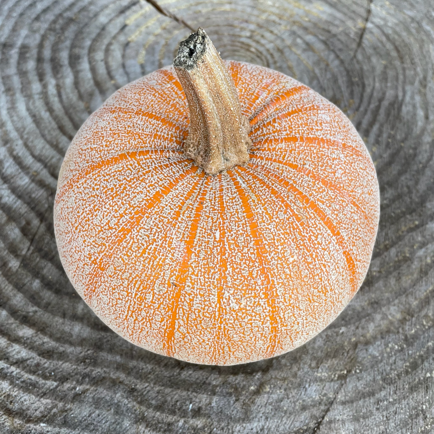 Winter Squash: Large Pie Pumpkin 6-8 lbs