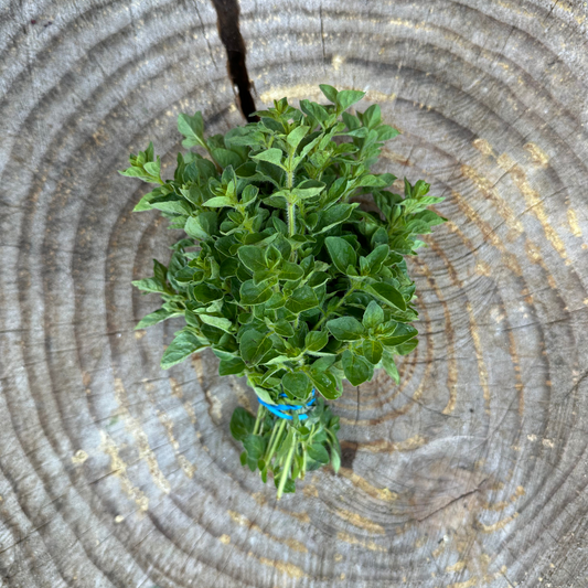 Herbs: Oregano - per bunch