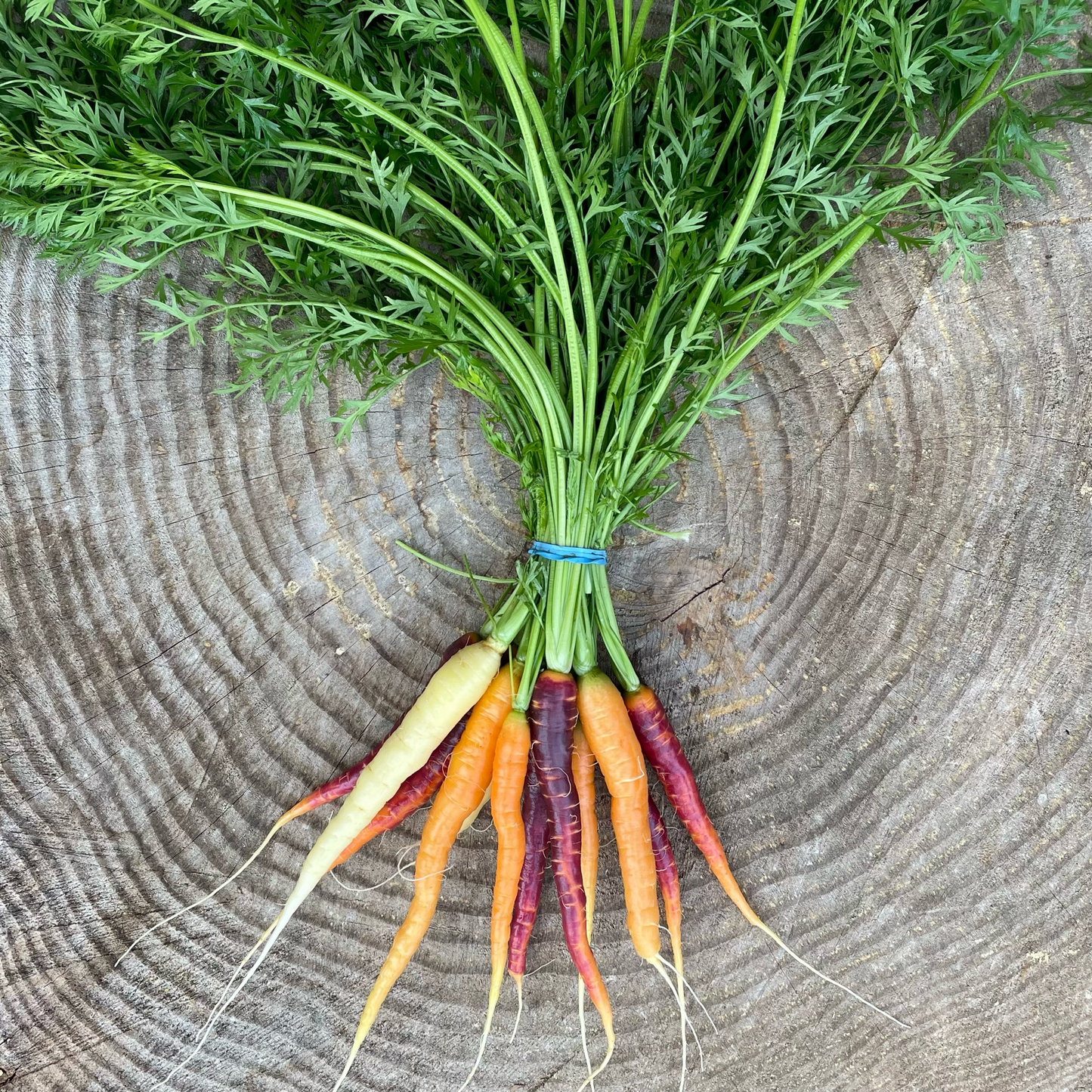Carrots: Rainbow - by the bunch