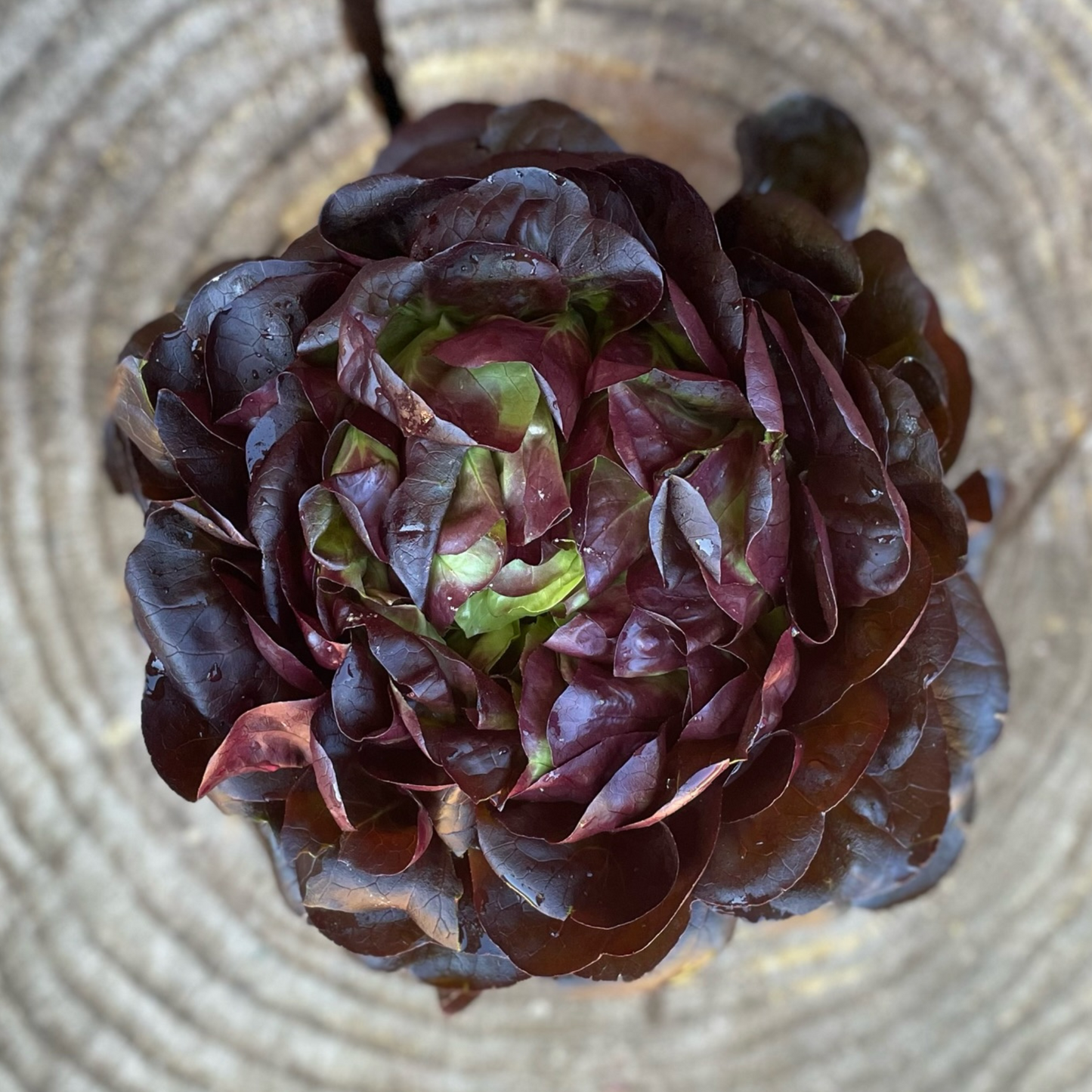 Green or Red head lettuce - per unit