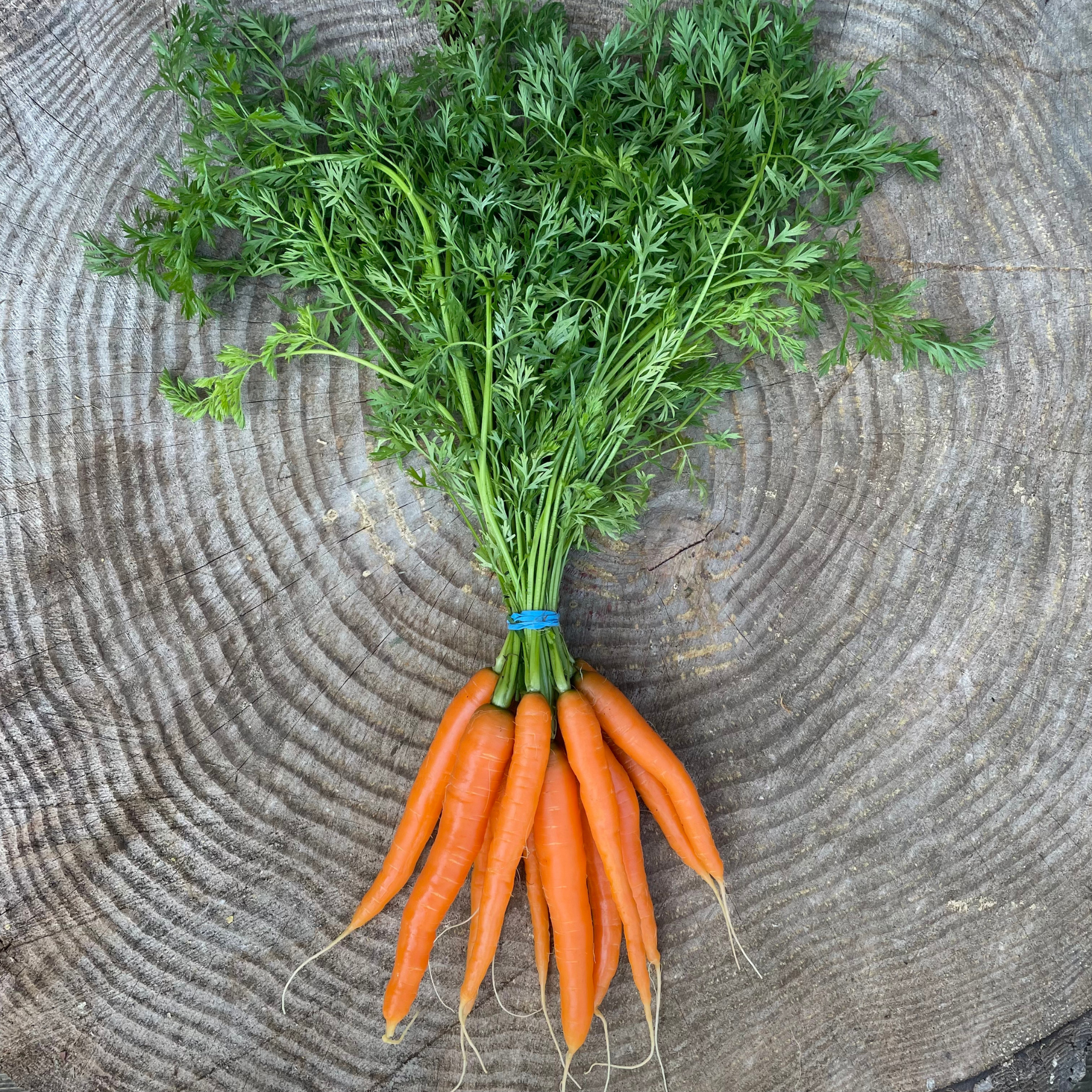Radicle Roots Online Farm Store – Radicle Roots Farm